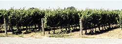 The vineyards of Pilliteri  Estate Winery